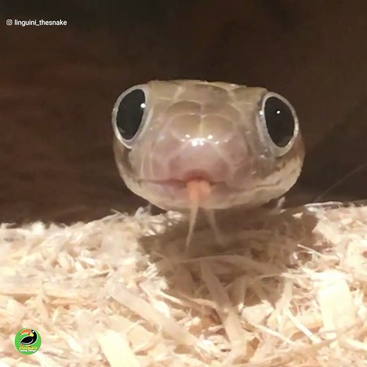 3.2M views · 11K reactions | This Instagram Famous Snake is Using his Big Googly Eyes to Help People Overcome Their Fear of Snakes! 浪 | Animals Doing Things | Facebook