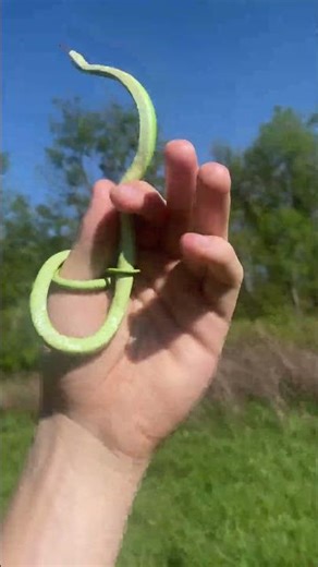 Smooth Green Snake In Ohio!!! #herping #snake #venomouscreatures #reptiles #wildlife