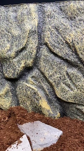 Here is my male Emperor scorpion (Pandinus imperator), Achilles! Did you know that emperor scorpions are one of the largest species of scorpion in the world?! Thankfully, they have very mild venom, whose reaction has often been compared to that of a bee sting (unless you are allergic)! These arachnids are generally calm mannered and unlikely to resort to stinging. • #scorpion #arachnid #reptiliatus #pandinusimperator #pandinus #animal #pet #emperorscorpion #achilles #reptile #reptiles #reels #vi