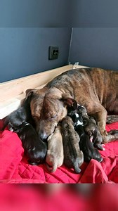 97K views · 3.5K reactions | Vikings Vikings on Reels | Facebook