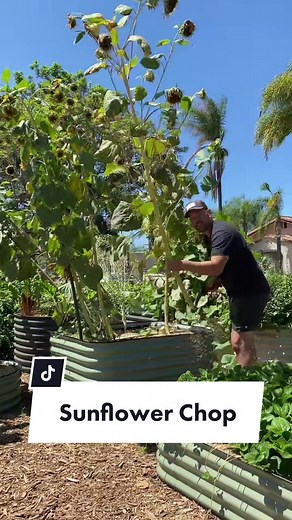 There are many uses for dry sunflower stalks!