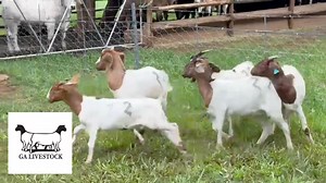 5 x boergoats for sale. 4 are pregnant. R13000 for all. 📞0716051946 📍Brits, North West 📍 🚛Transport available at additional cost. #galivestock #galivestocktrader #qualitylivestock #livestocktrader #livestockforsale #livestocktrade #brits #northwestlivestock #livestock #farming #britslivestock #goats #goatewe #goatfarm #GoatsForSale #goatfarming #goatlife #goatlove #goatsoffacebook #boergoat #boergoats #boergoatfarming #boergoatewe #boergoatsforsale | GA Livestock Trader