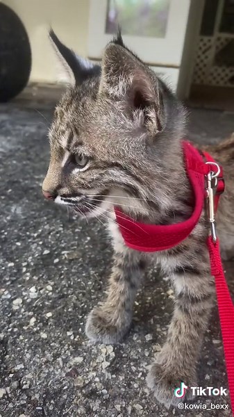Fascinating Facts About Bobcat Tails