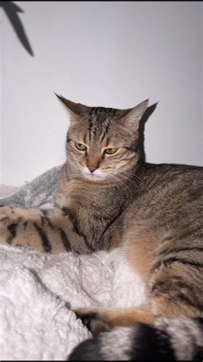Le grand retour du chat le plus aigri de France 🤣🩷 PS : Je vous promet qu’il est super sympa 👉🏽👈🏽