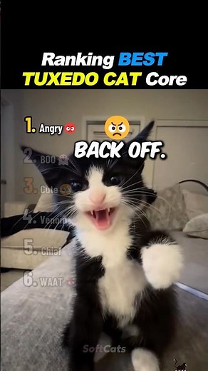 Ranking BEST TUXEDO CATS Core 🤵‍♂️🐱