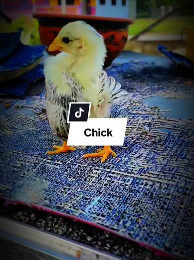 Discover the Charming Day Old Serama Chick