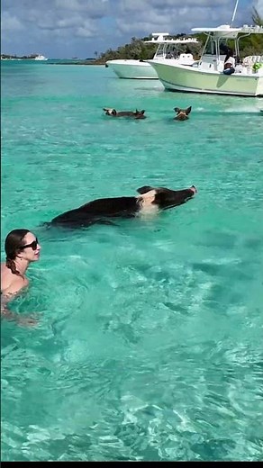Swimming Pigs Exuma Bahamas | Big Major Cay, Tropical Island Adventure 4K
