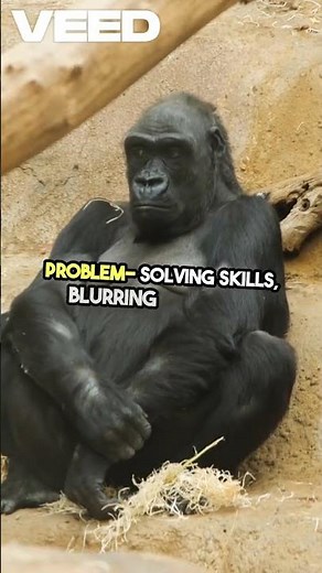 Animals Acting Human Gorillas with Tools!