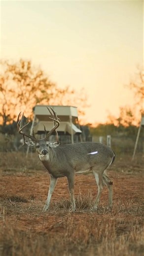 🦌 Um Disparo, Uma Queda – Caça com Arco Impressionante #Caçador #Cervo #ArcoEFlecha #Precisão #deer