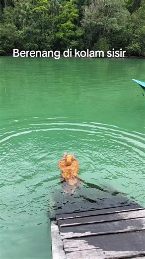 Imah (@imah06600)’s videos with CINTA ABADI - Hanggan Erikson Channel