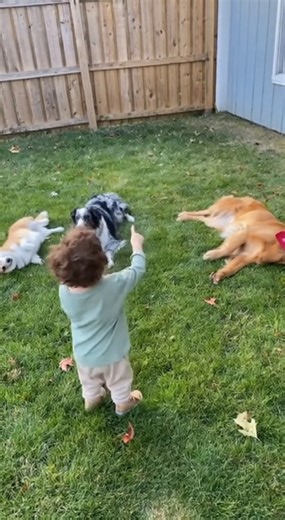 354K views · 9.7K reactions | Pew Pew… And the Dogs Actually Fall  | Middle Pets | Facebook
