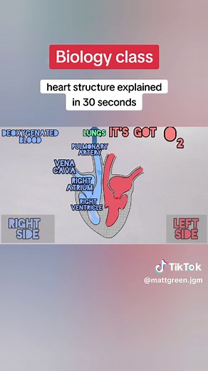 The human heart structure explained #science #heartstructure #heart #aorta #venacava #rappingteacher #exams #revision #combinedsciencegcse #year11 #biology #tiktokteacher #stem #sciencetok