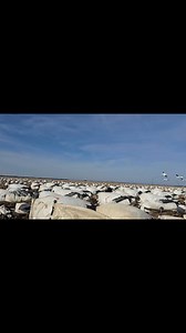 17K views · 138 reactions | Snow goose spread in AR. #alwaysdeadly | Deadly Decoys, Inc. | Facebook