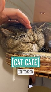 62K views · 3.5K reactions | Cat Cafe in Tokyo Compared to my last...