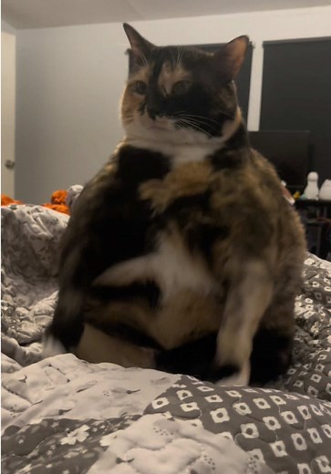 Charming Standing Cats Compilation for Cat Lovers