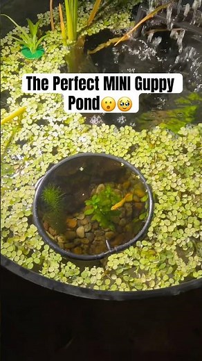 My MINI Guppy POND🥹😮 #minipond #guppypond #patiopond #backyardpond