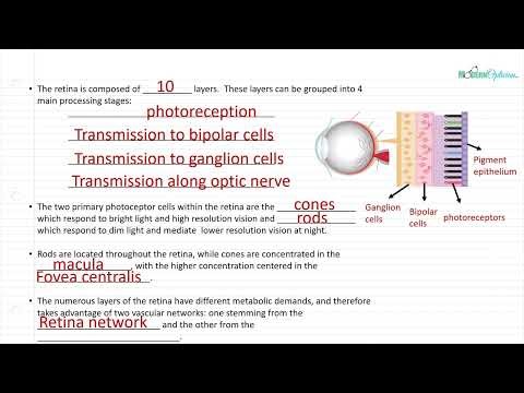 Optician Training: The Retina (Ocular Anatomy Lecture 10)