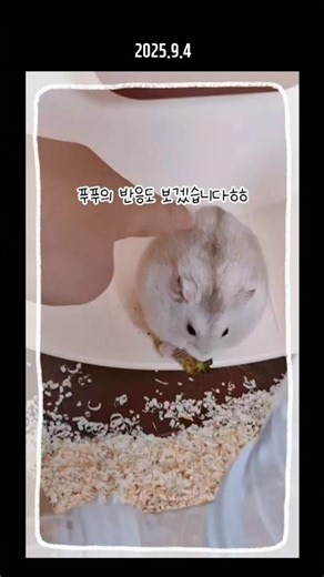 푸푸 만져보기 #드워프햄스터 #푸딩햄스터 #햄찌 #햄스터키우기