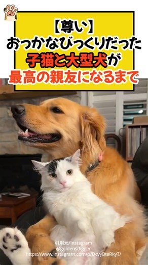 【尊い】おっかなびっくりだった子猫と大型犬が、最高の親友になるまで #ねこ #犬 #ゴールデンレトリバー #保護猫