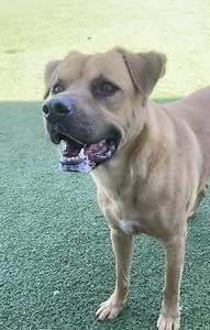 19 reactions · 3 comments | LA Animal Services is continuing to provide enrichment for our animals through our Boredom Busters program. Scooby (#A1920476) is having a blast in the play yard!  Scooby is 3-years-old and weighs 65-lbs. If you are interested in Scooby, please contact our West LA Center. LA Animal Services would like to thank our staff for their continued dedication and the community for their ongoing support. | LA Animal Services | Facebook