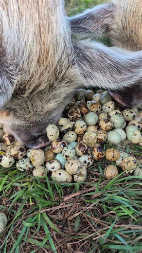 Eggs that were broken, deformed or too small to use as hatching eggs -- are now a delicious piggie snack! This is a great source of protein, calcium, iron among other nutritional benefits for them. 🥚 🥚 . . . . . #eggs #supportlocal #babyanimal #waddlewaddle #farmlife #homestead #pastureraised #farmfresh #knowyourfood #smallbiz #farming #freeroaming #EthicalFarming #homesteadlife #farmtotable #familyfarm #pasturedpork #pig #floridafarm #FarmLifeFun #kunekune #pork #piglet #pig #piggie | Firefly