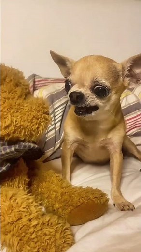 🐾💥 The Unique Origin of the Chihuahua 😍🐾 #Dogs #Nature