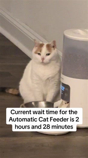 Automatic Cat Feeder: Minimizing Wait Times for Your Feline Friend