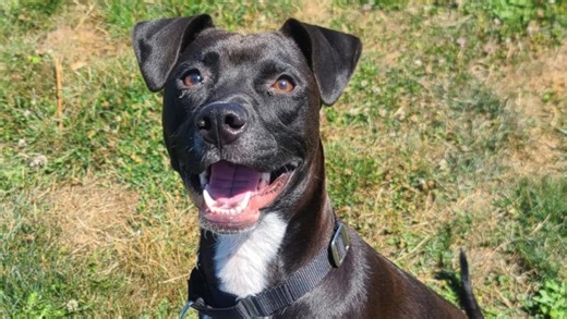 Second Chance: Energetic mix-breed pup ‘Paris’ looking for new home