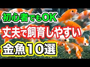 [For Beginners] 10 Goldfish Recommended by Breeding Professionals! Carefully selected ones that a...