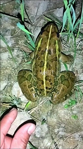 The Funniest Natural Frog And Toad Video