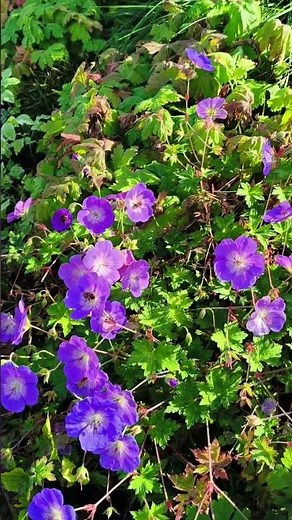 Cranesbill in Bloom | Gentle Waves of Violet Beauty