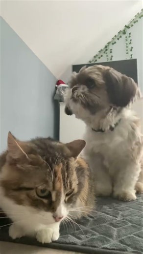 Dogs Failing in the Funniest Ways #dogfails #funnydogs #petfails