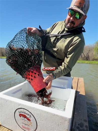 Pre-Purged Crawfish For Sale