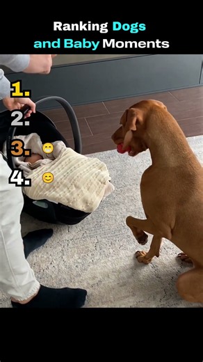 Ranking the Cutest Baby & Dog Moments 🐶👶 #dogs #babies #cute