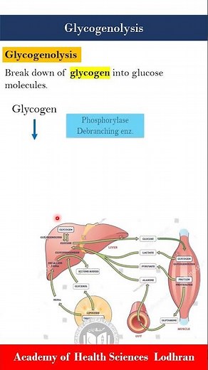 Glycogenolysis: break down of glycogen into glucose molecules