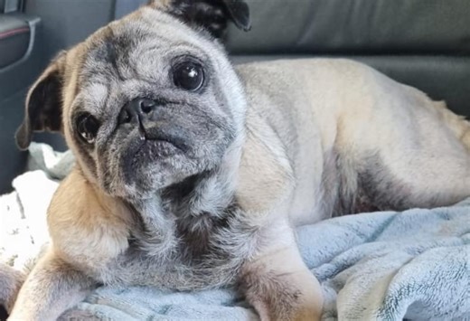 Pug Found in Cardboard Box Melts Hearts and Prepares for 1000km Journey to Hope