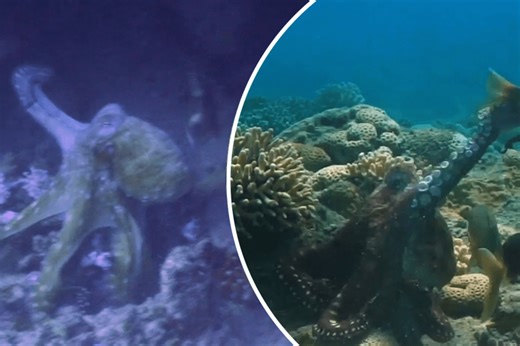 Octopus punches fish in under-the-sea slapfest