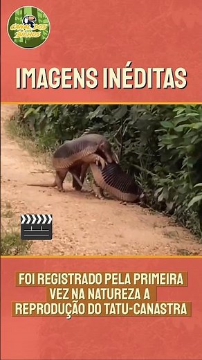 Tatu canastra acasalando