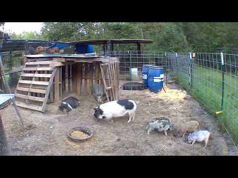 WHAT HAPPENED TO THE PIGS? 🐷