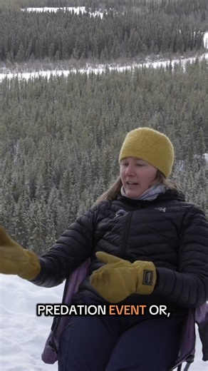 Stories About The Fish That Connects Oceans and Forests
