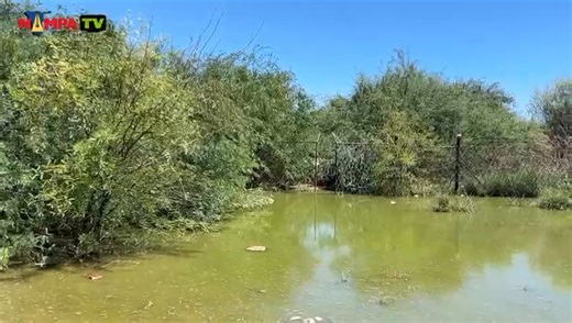 POND: The oxidation pond outside Stampriet is full and wastewater is leaking from the site. Residents told Nampa that unresolved sanitation issues have influenced their decision not to vote in Wednesday’s regional and local authority elections. (Video: Chelva Wells) #NampaTV #NamibiaVotes2025 #LocalAuthorityElections #RegionalCouncilElections | Namibia Press Agency | Facebook