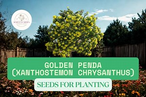 30 Dwarf Golden Penda Seeds for Planting | Xanthostemon Chrysanthus | Yellow Flowering Tree Seeds - Etsy