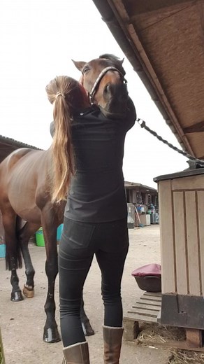 Deep Tissue Release for Horses | Vet Physiotherapy