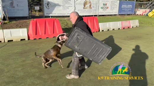 1.1K views · 20 reactions | Introducing the riot shield for the first time with this young dog, as she gains more confidence we will go more crazy 浪 | K9 Training Services: Dog Training Centre of Excellence | Facebook