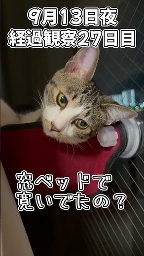 ハルのFIP闘病記 投薬治療終了! 経過観察27日目 その2 #shorts #猫 #子猫