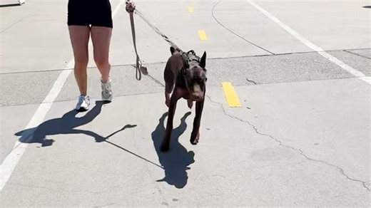 Watch dogs' hilarious reactions when they recognize their owners in unexpected places