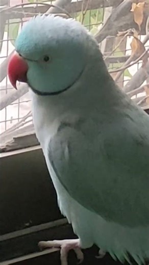 Blue Ringneck Makes Everyone Love Him 🔥🦜