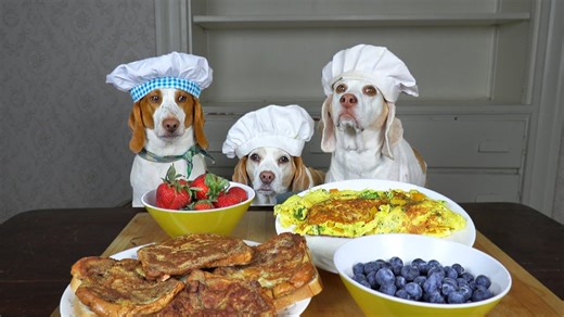 Beagle dogs cook breakfast in silly kitchen chaos with friends