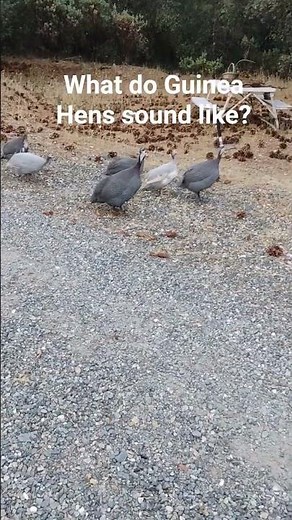 what do guinea hens sound like?