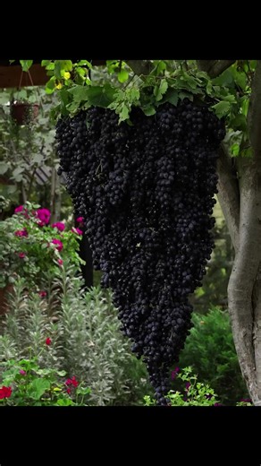 Discover How the REAL Grape Syrup Preparation in Village #cook #cooking #recipes #cuisine #chef #grandma #country #countrylife #village #rural #vlog #viral #fyp #fypシ #foryou #foryoupage #trending